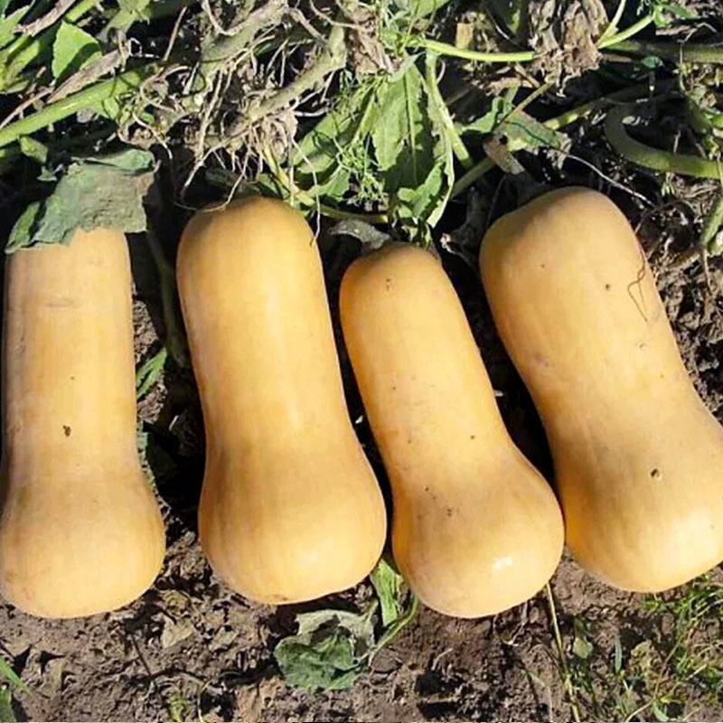 奶油南瓜种子早熟芽率高阿根廷小南瓜粉糯香甜基地种