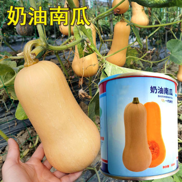 奶油南瓜种子早熟芽率高阿根廷小南瓜粉糯香甜基地种