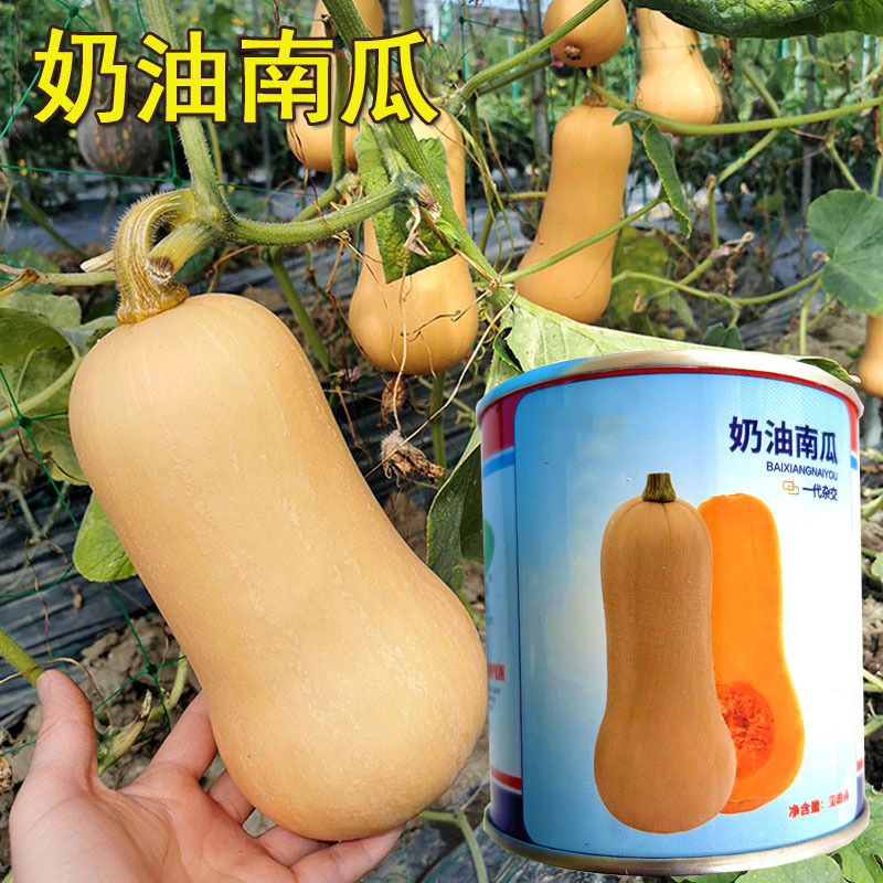 奶油南瓜种子早熟芽率高阿根廷小南瓜粉糯香甜基地种