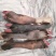 【菏泽】水退黑花羊蹄质量保证价格实惠全国发货