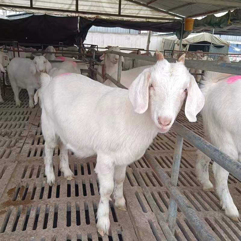 白山羊大量出售保质保量大型养殖场欢迎来电咨询