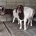 大量精品波尔山羊出售纯种母羊正规大型养殖场欢迎咨询