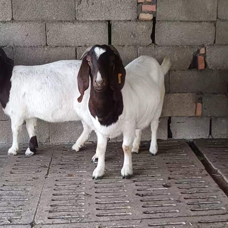 大量精品波尔山羊出售纯种母羊正规大型养殖场欢迎咨询