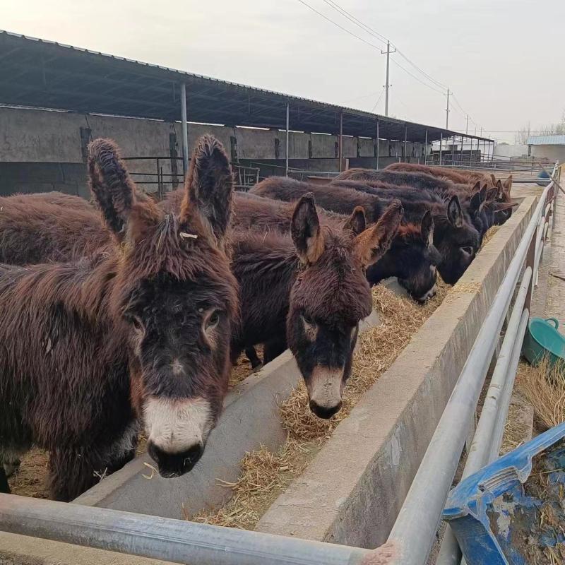 【推荐】肉驴常年提供各种肉驴苗包技术厂家直供欢迎