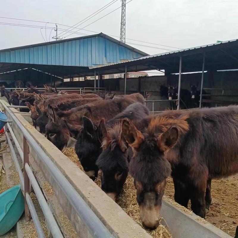 【推荐】肉驴常年提供各种肉驴苗包技术厂家直供欢迎