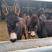 【推荐】肉驴常年提供各种肉驴苗包技术厂家直供欢迎