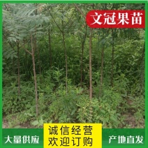 【文冠果苗】文冠果苗大型种植基地价格优惠欢迎来电