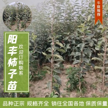 【推荐】阳丰柿子苗，产地供应，大量批发，欢迎来电咨询