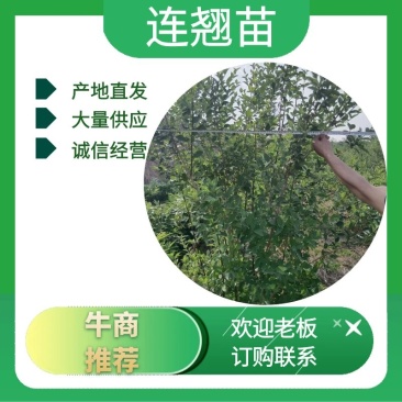 连翘苗各种规格齐全，支持线上交易，快递发货，价格低