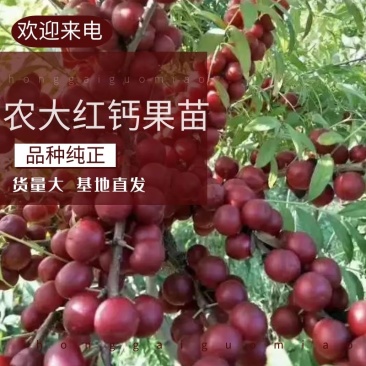 【精品推荐】农大红钙果苗当年栽苗第二年挂果产量高成活高