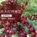 【精品推荐】农大红钙果苗当年栽苗第二年挂果产量高成活高
