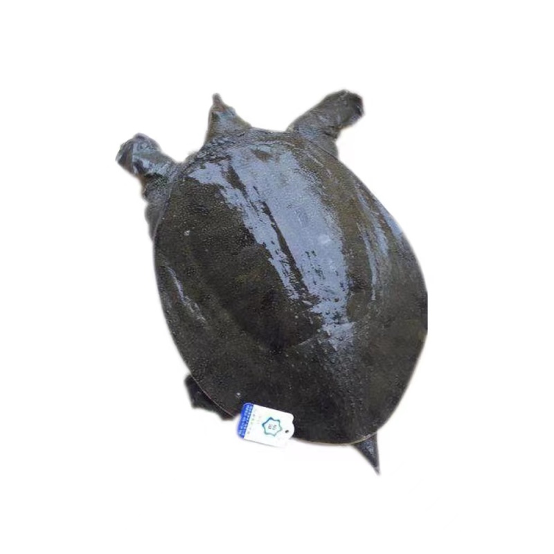 精品甲鱼基地直供一手货源品质保证各种规格诚信经营