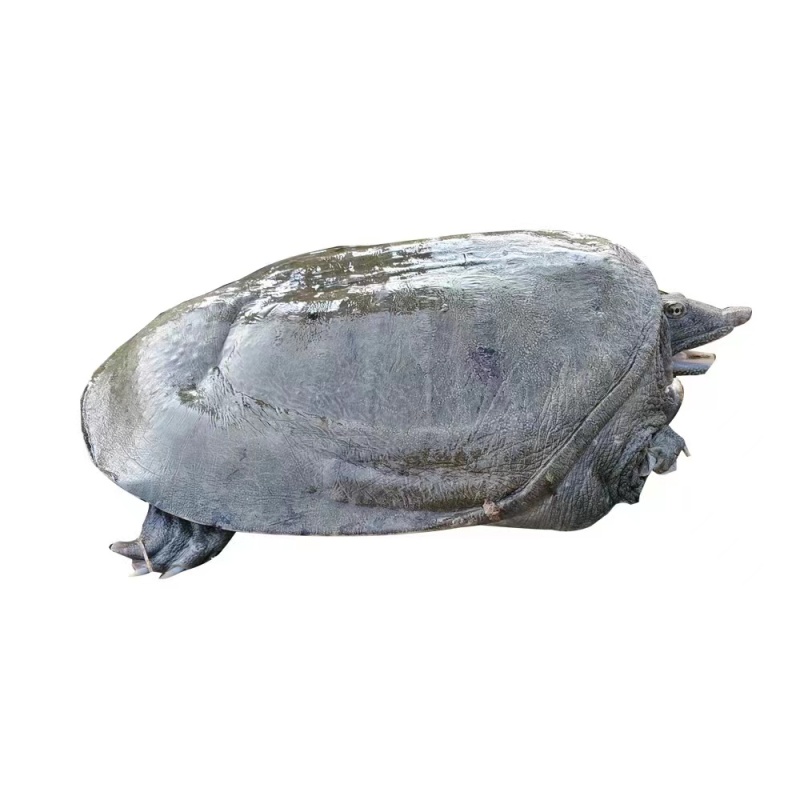 精品甲鱼基地直供一手货源品质保证各种规格诚信经营