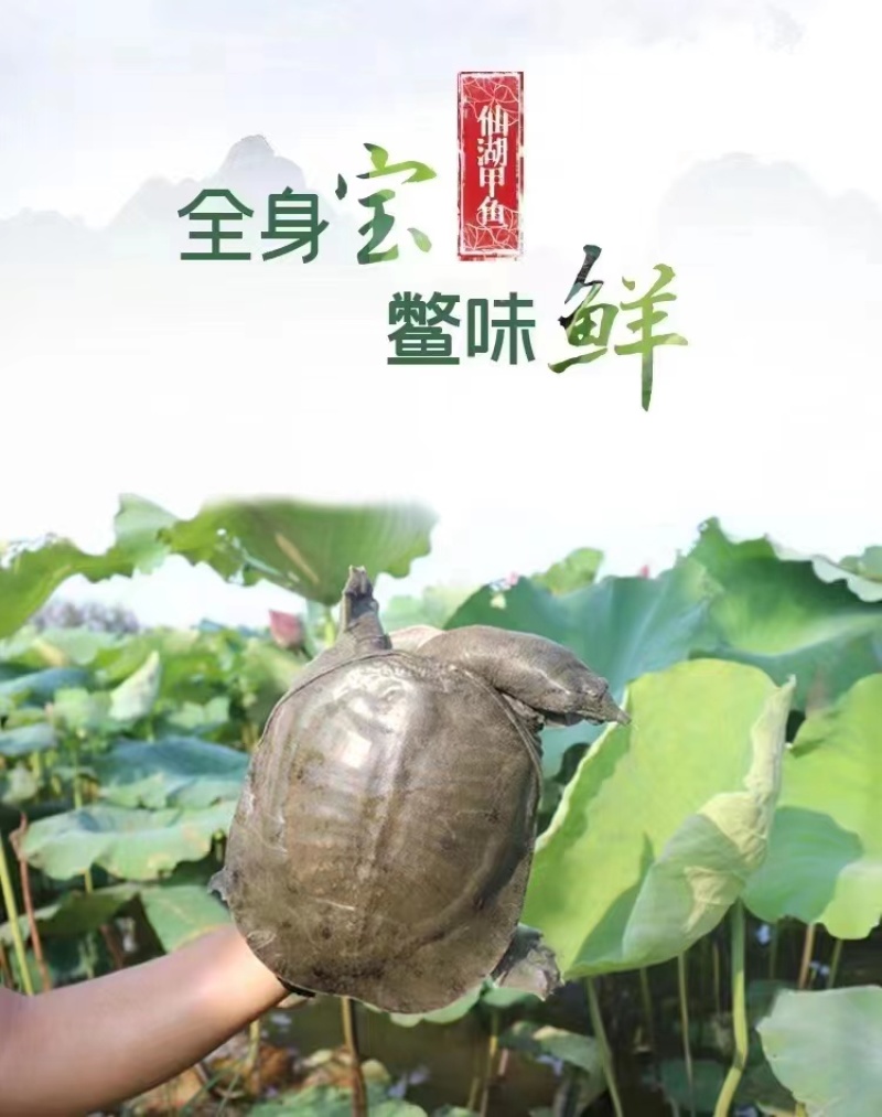 精品甲鱼基地直供一手货源品质保证各种规格诚信经营