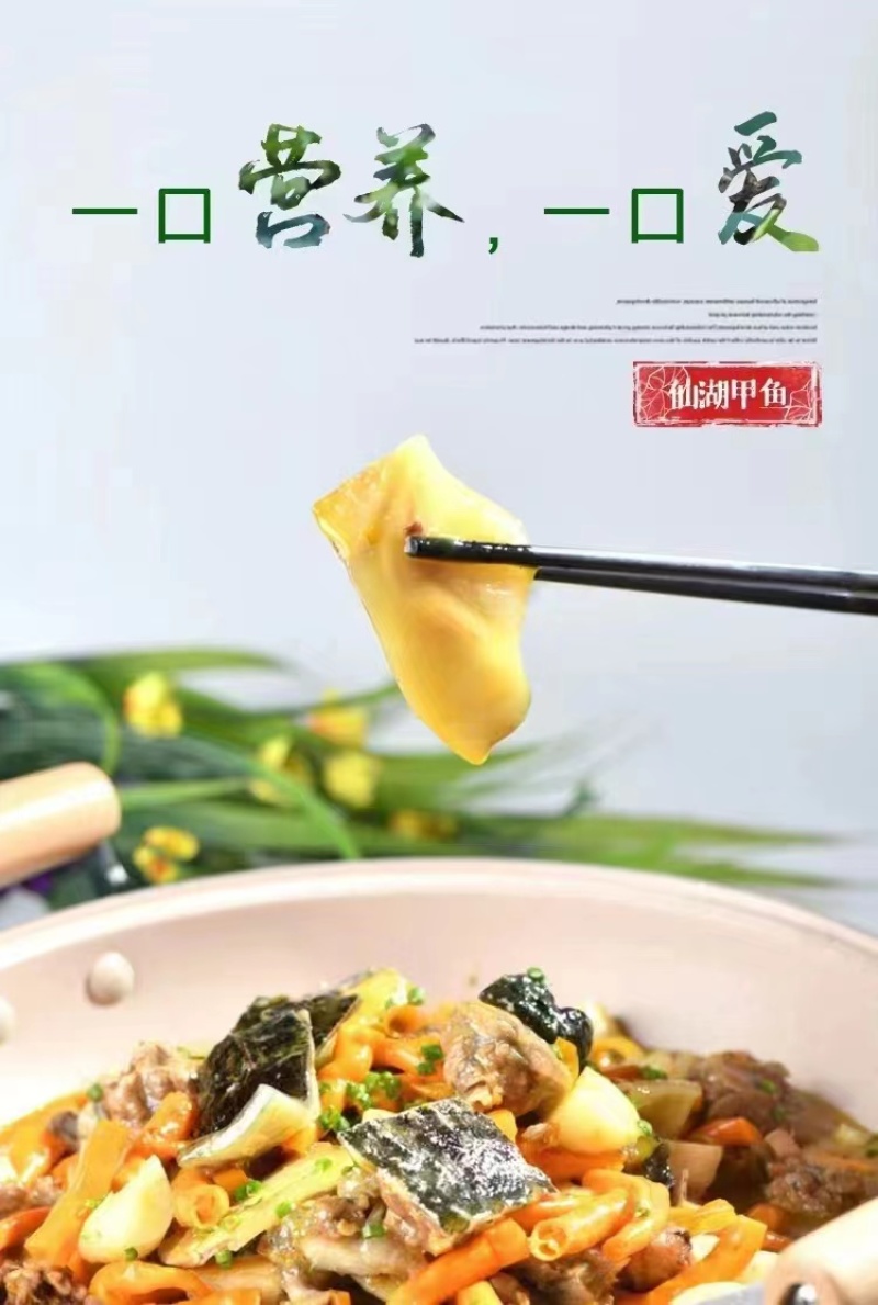 精品甲鱼基地直供一手货源品质保证各种规格诚信经营