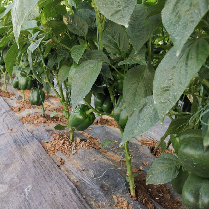 甜椒种子灯笼椒方形椒抗病大果型甜方椒杂交基地品种