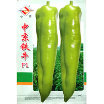 牛角椒种子中京铁牛牛角椒青辣椒种子产量高膨果快水果椒