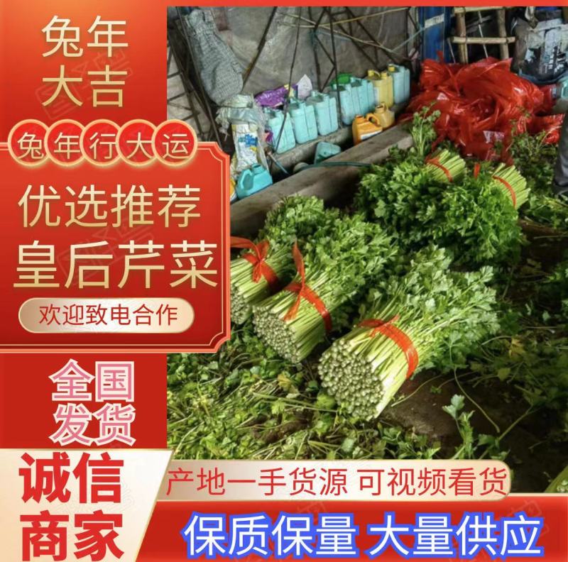 河北皇后芹菜大量现货欢迎各位老板采购直供各大商超