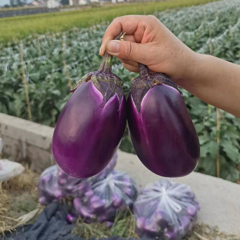 紫罐茄子种子紫茄子光亮大茄子种籽油亮果肉多果实大基地