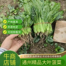 大叶菠菜基地大棚货源充，规格多样，欢迎电联采购