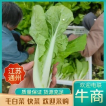 精品毛白菜快菜，基地直发，新鲜上市，对接各地市场商超