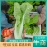 精品毛白菜快菜，基地直发，新鲜上市，对接各地市场商超