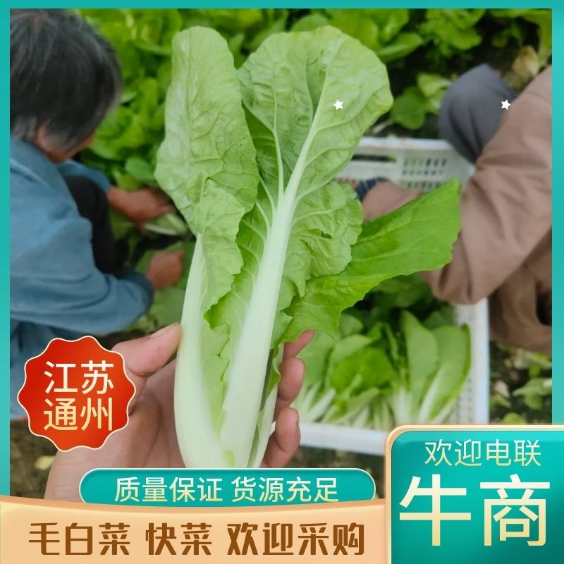 精品毛白菜快菜，基地直发，新鲜上市，对接各地市场商超