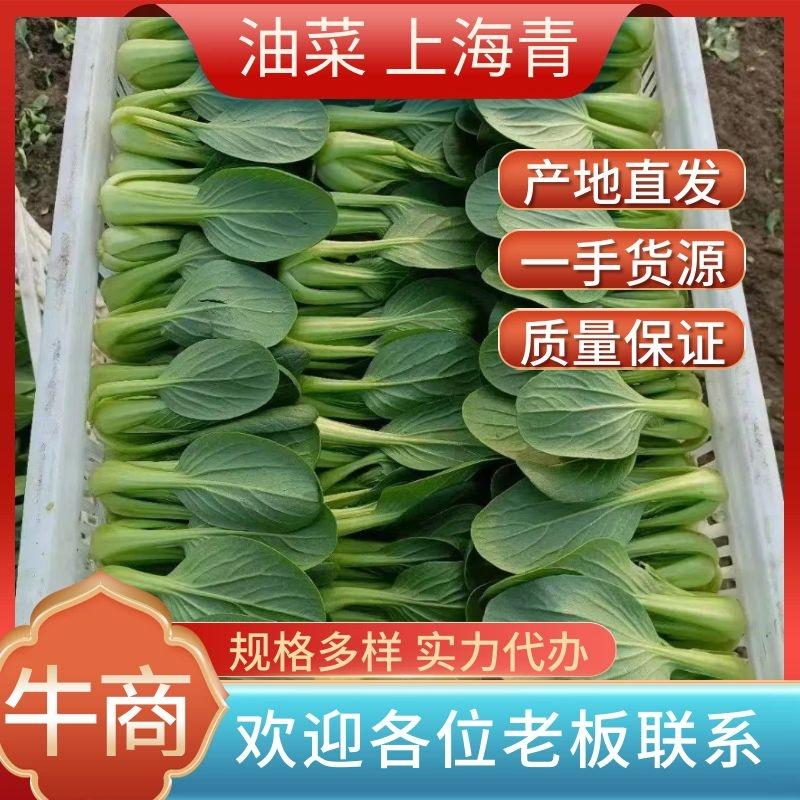 【基地供货】精品小油菜上海青，规格多样，质好价优欢迎采购