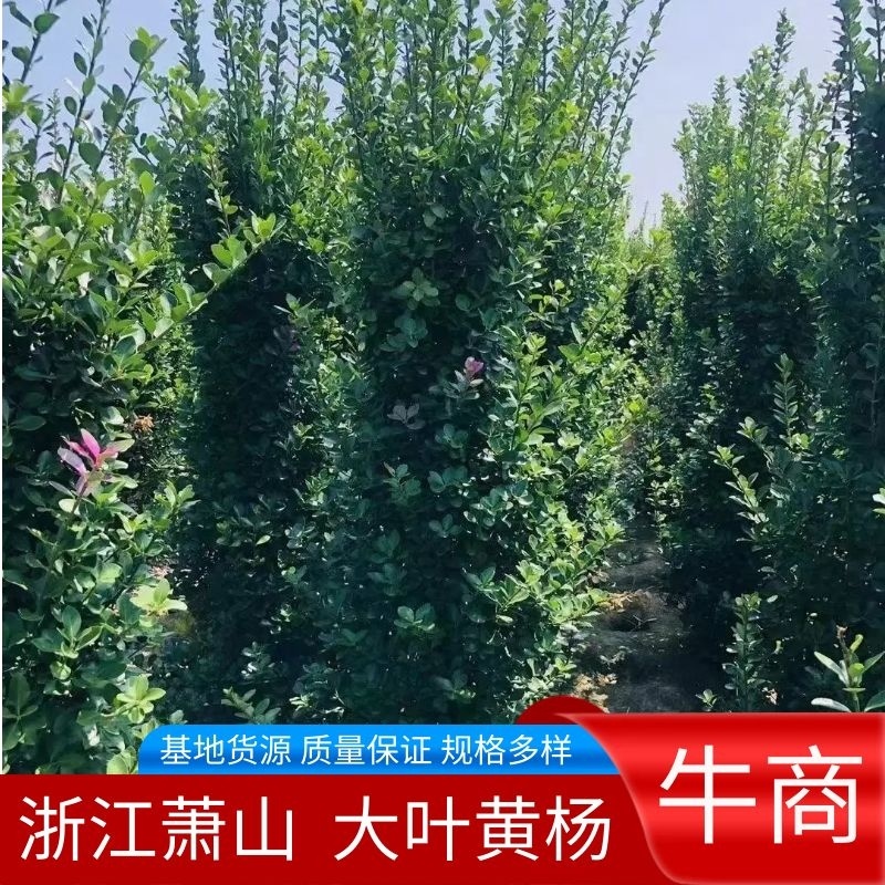 【大叶黄杨柱】浙江杭州萧山基地货源/规格多样/量大从优