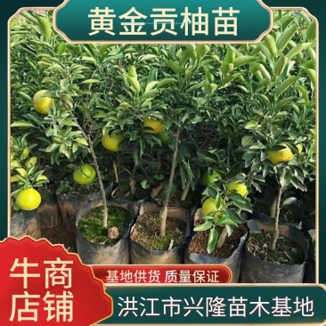 黄金贡柚苗基地直发一手货源量大从优欢迎采购下单