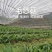 冰球子苗新型农业中药材种植威宁中药材