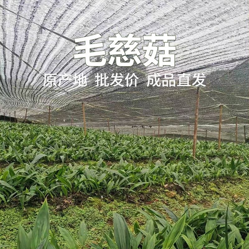 冰球子苗新型农业中药材种植威宁中药材