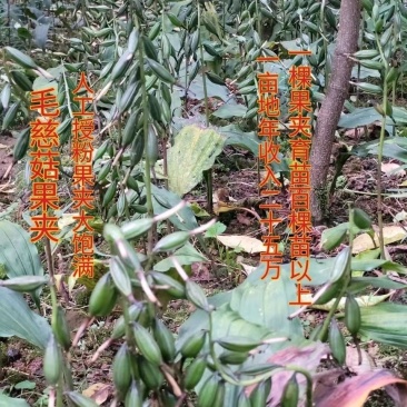 毛慈菇果夹贵州高山仿野生种植基地现采直发发芽率高