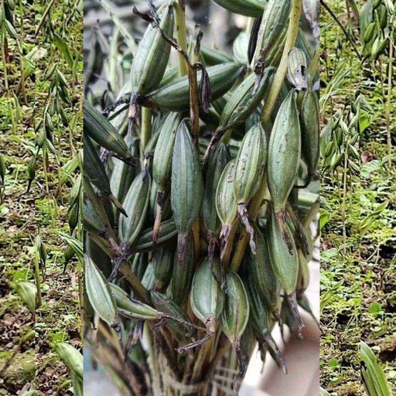 毛慈菇果夹贵州高山仿野生种植基地现采直发发芽率高