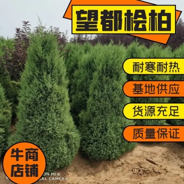 供应望都桧柏桧柏桧柏球,北京桧柏、望都塔桧电联