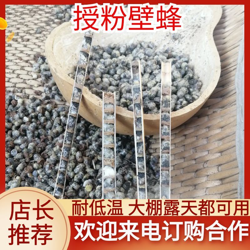 授粉用的壁蜂不用人工喂养耐低温免费技术指导欢迎来电