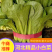 【推荐】河北小白菜精品毛白菜一手货源大量上市量大优惠