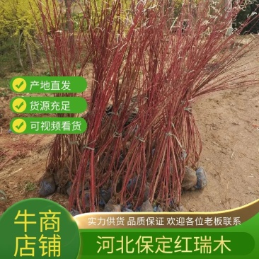 苗木基地批发红瑞木，多枝红瑞木，价格便宜，欢迎采购