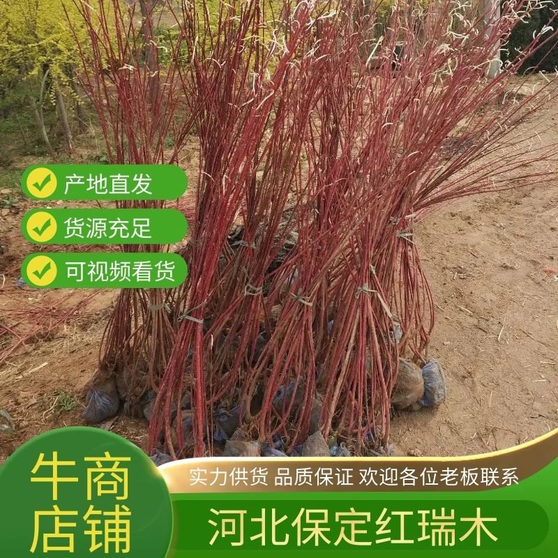 苗木基地批发红瑞木，多枝红瑞木，价格便宜，欢迎采购