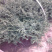 平枝栒子，带盆平枝栒子高度30-80公分，价格合理，欢迎