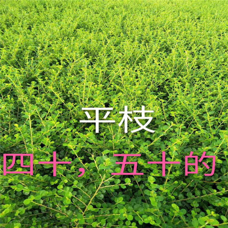 平枝栒子，带盆平枝栒子高度30-80公分，价格合理，欢迎