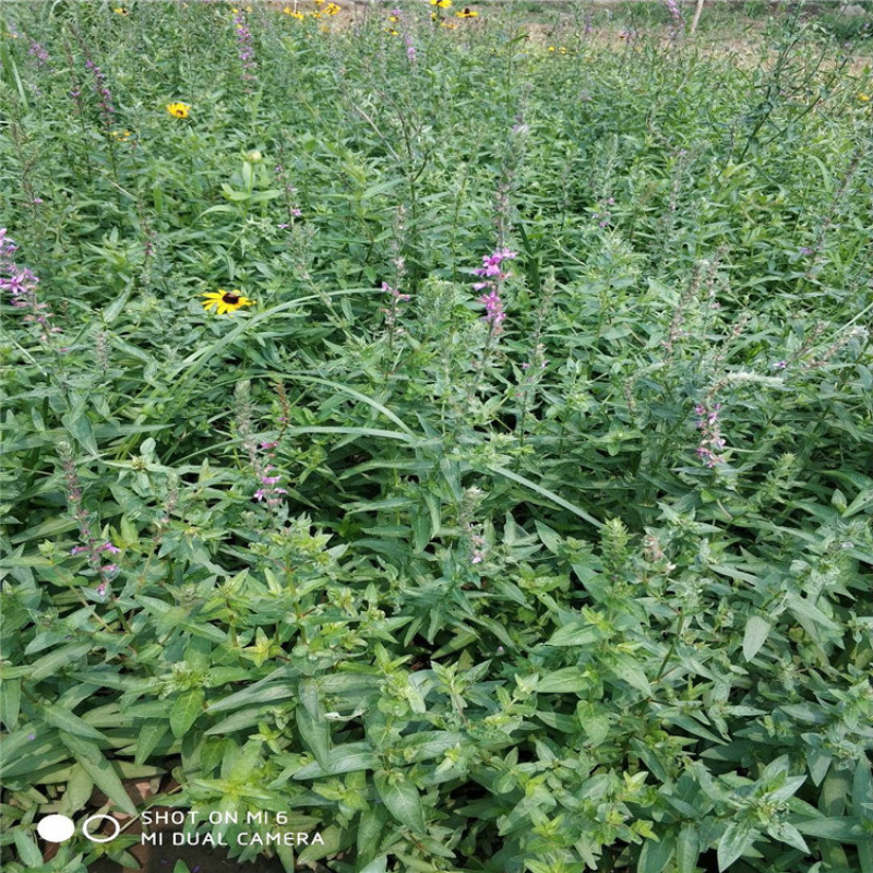 千屈菜，带盆千屈菜，千屈菜小苗，价格优惠