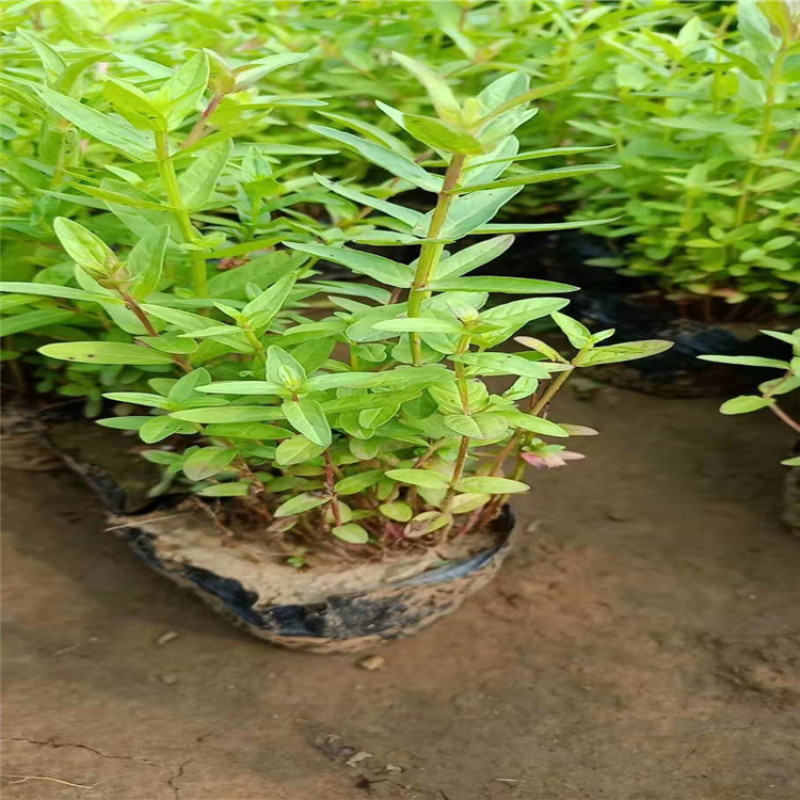 千屈菜，带盆千屈菜，千屈菜小苗，价格优惠