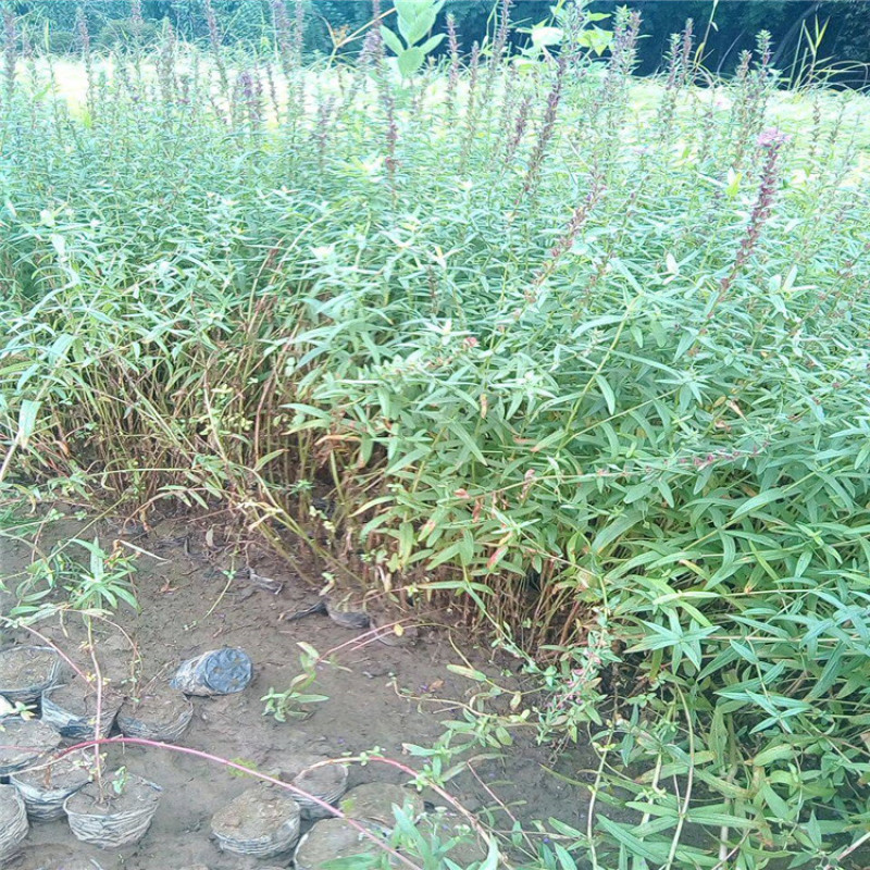 千屈菜，带盆千屈菜，千屈菜小苗，价格优惠