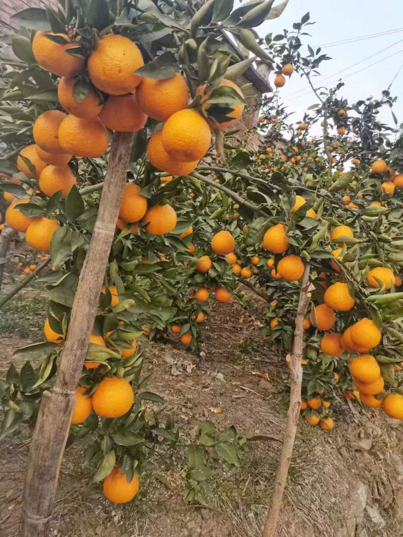 黄果柑产地直供电商果市场果大量供应代发代办个大味美