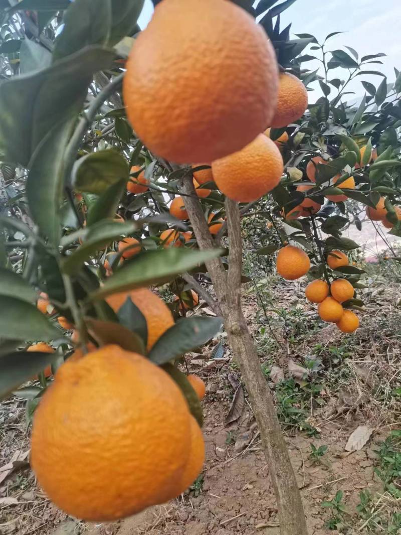 黄果柑产地直供电商果市场果大量供应代发代办个大味美