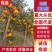 黄果柑产地直供电商果市场果大量供应代发代办个大味美