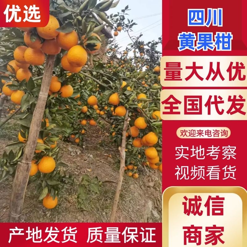 黄果柑产地直供电商果市场果大量供应代发代办个大味美