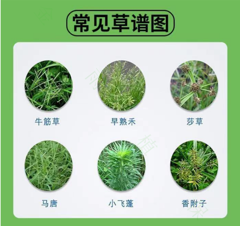 利尔闲飞20%草铵膦草胺磷非耕地果园牛筋草杂草专用除草剂