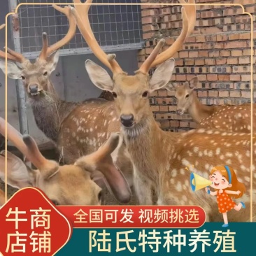 梅花鹿活物小鹿苗幼崽家养小型成年鹿活苗小鹿观赏梅花鹿种鹿